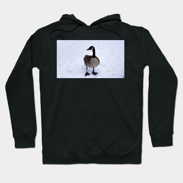 Canada Goose Standing On The Snow Hoodie by BackyardBirder